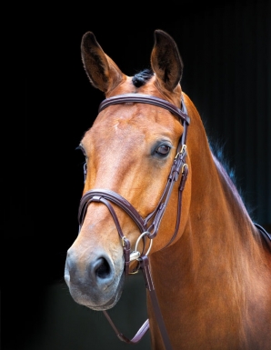 Shires Salisbury Bodenham Bridle